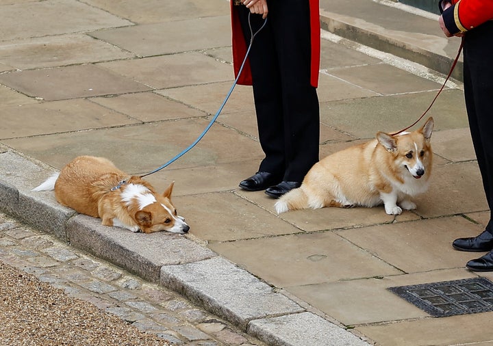 The royal corgis. 