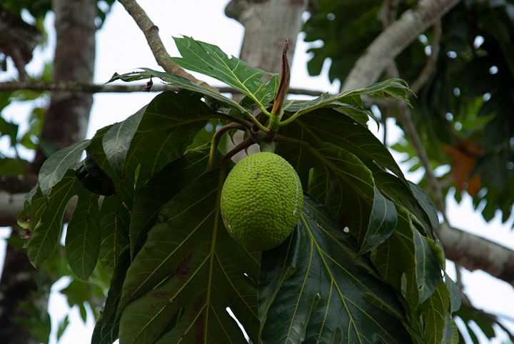 A breadfruit grows in a tropical forest in Liberia, West Africa.