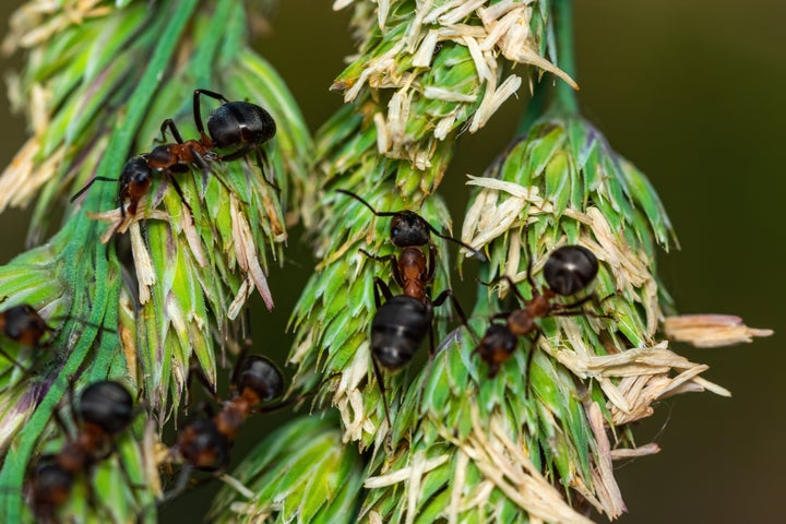 Horizontal closeup photo of an ants on a spikelet branch.