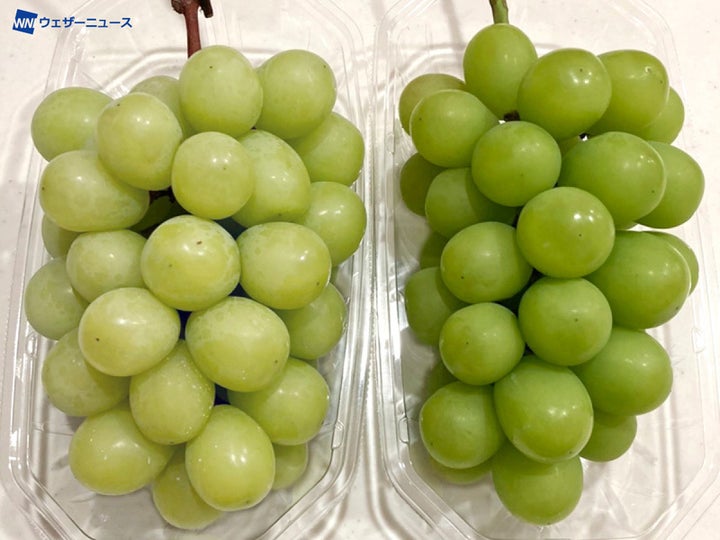 シャインマスカット、甘いのは緑色?黄色? 美味しいぶどうの選び方とは | ハフポスト LIFE