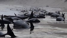Around 200 Whales Die On Australian Beach Where Hundreds More Died Exactly 2 Years Ago Around 200 Whales Die On Australian Beach Where Hundreds More Died Exactly 2 Years Ago