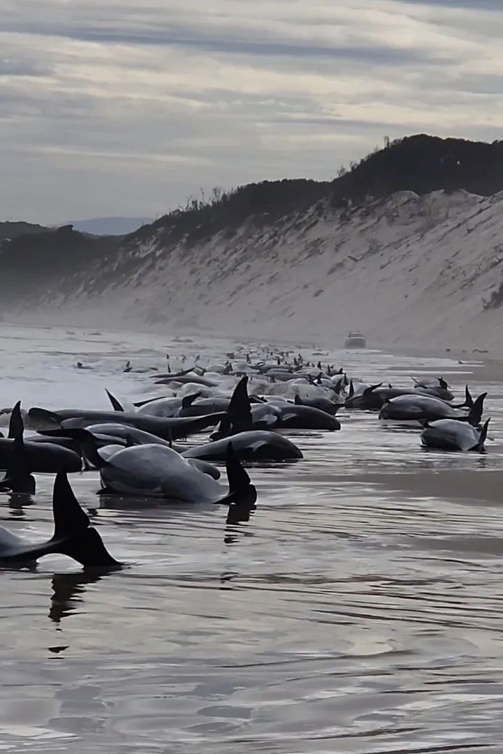 Hundreds of Whales Die in Mass Stranding in Australia, Smart News
