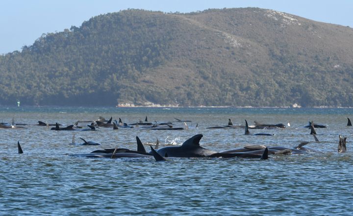 A photo taken on September 21, 2020 shows a pod of whales stranded on a sandbar in Macquarie Harbour on the rugged west coast of Tasmania. A marine wildlife scientist suggested the repeat stranding could be due to "something environmental."