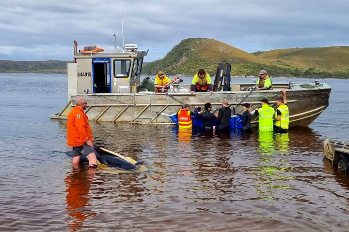 Rescuers attempt to move a stranded whale to open water at Macquarie Harbour on the west coast of Tasmania on Thursday.