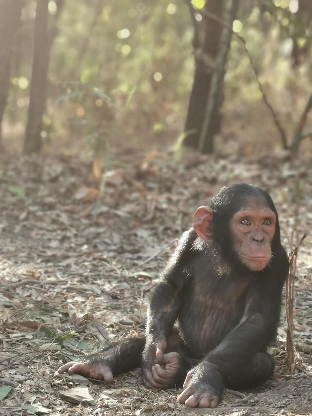 Abducted Orphan Chimps Held For Ransom In Horrifying Scene | HuffPost ...