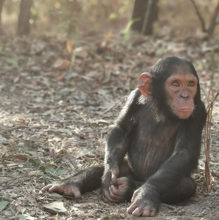 Hussein is one of the three chimps abducted early this month for ransom from the J.A.C.K. Primate Rehabilitation Centre.