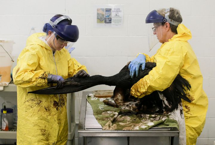 Volunteers work to clean oil off a brown pelican at the International Bird Rescue office in the San Pedro area of Los Angeles, May 22, 2015, after a broken onshore pipeline in near Santa Barbara, Calif., spewed oil into the ocean.