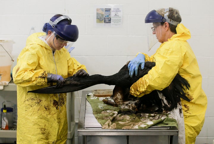 Volunteers work to clean oil off a brown pelican at the International Bird Rescue office in the San Pedro area of Los Angeles, May 22, 2015, after a broken onshore pipeline in near Santa Barbara, Calif., spewed oil into the ocean.