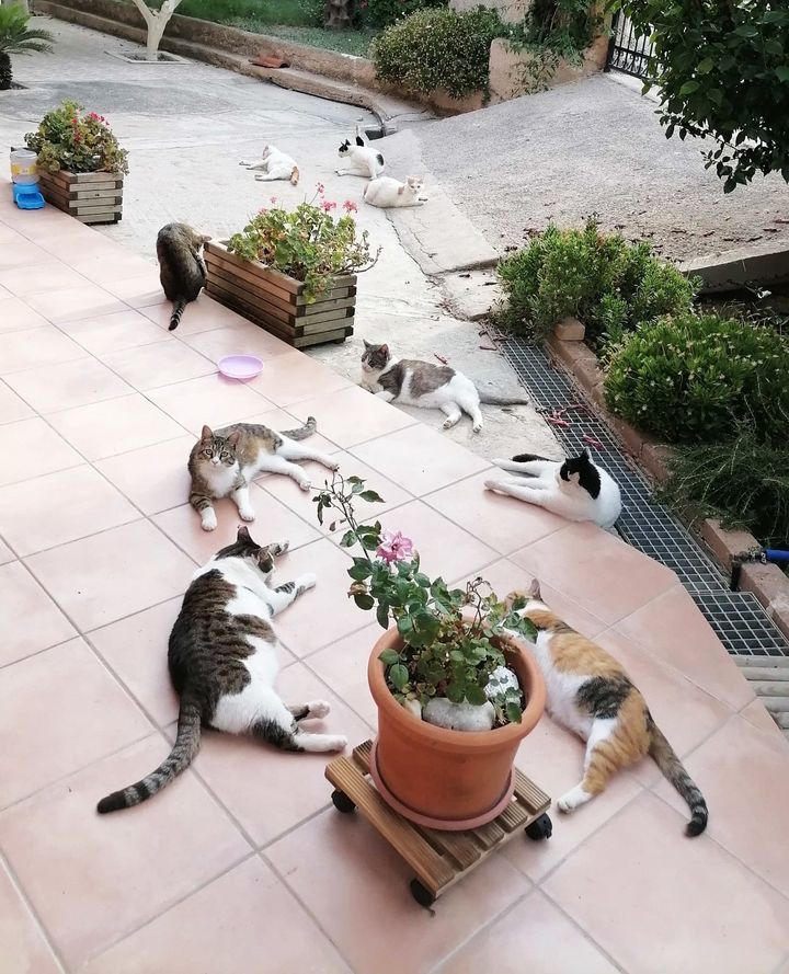 Oι γάτες της αυλής