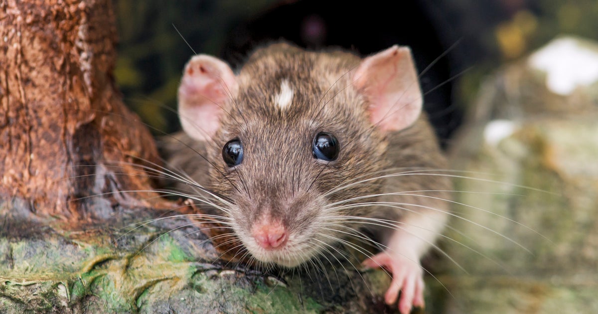 Over 1,500 Virginia Residents Left Without Power Because Of Rat Over 1,500 Virginia Residents Left Without Power Because Of Rat