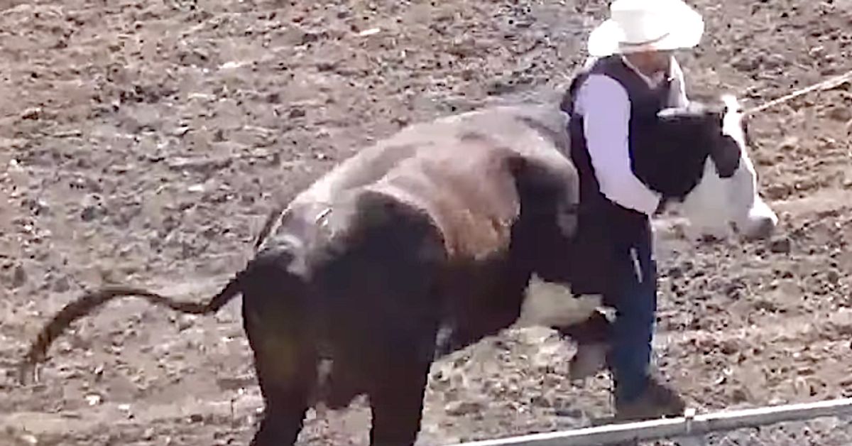 San Francisco Bay Area County Votes To Ban Weird, Brutal 'Wild Cow Milking' Rodeo Event
