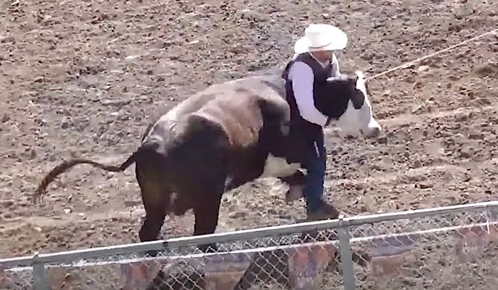 A "wild cow milking" event at a rodeo.