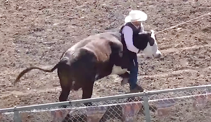 A "wild cow milking" event at a rodeo.