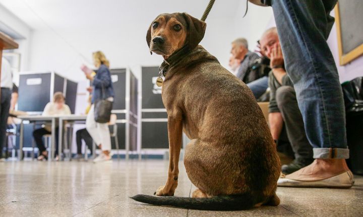 Μια ψηφοφόρος με ένα σκύλο περιμένει τη σειρά της σε ένα εκλογικό κέντρο στη Ρώμη, Κυριακή, 25 Σεπτεμβρίου 2022. Οι Ιταλοί ψήφιζαν την Κυριακή σε εκλογές που θα μπορούσαν να μετακινήσουν την πολιτική της χώρας απότομα προς τα δεξιά σε μια κρίσιμη περίοδο για την Ευρώπη, όπου ο πόλεμος στην Ουκρανία τροφοδοτεί τους εκτοξευόμενους λογαριασμούς ενέργειας και δοκιμάζει την αποφασιστικότητα της Δύσης να σταθεί ενωμένη ενάντια στη ρωσική επιθετικότητα.(Cecilia Fabiano/LaPresse via AP)