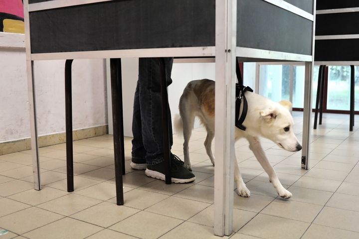 ΛΙΒΟΡΝΟ, ΙΤΑΛΙΑ - 25 ΣΕΠΤΕΜΒΡΙΟΥ: Ένας άνδρας με τον σκύλο του ψηφίζει κατά τη διάρκεια πρόωρων εκλογών σε εκλογικό τμήμα στις 25 Σεπτεμβρίου 2022 στο Λιβόρνο της Ιταλίας. Οι πρόωρες εκλογές πυροδοτήθηκαν από την παραίτηση του πρωθυπουργού Μάριο Ντράγκι τον Ιούλιο, μετά την κατάρρευση του μεγάλου συνασπισμού αριστερών, δεξιών και κεντρώων κομμάτων. (Photo by Laura Lezza/Getty Images)