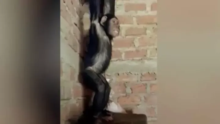 Βίντεο που κυκλοφόρησαν στα μέσα κοινωνικής δικτύωσης έδειξαν έναν από τους νεαρούς χιμπατζήδες, ονόματι Monga, με τα χέρια δεμένα πάνω από το κεφάλι της σε ένα άδειο δωμάτιο.