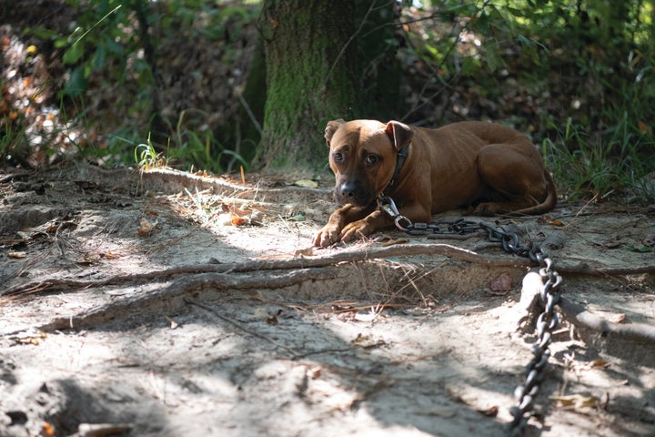 The Humane Society of the United States assisted federal authorities in rescuing more than 300 dogs in South Carolina.