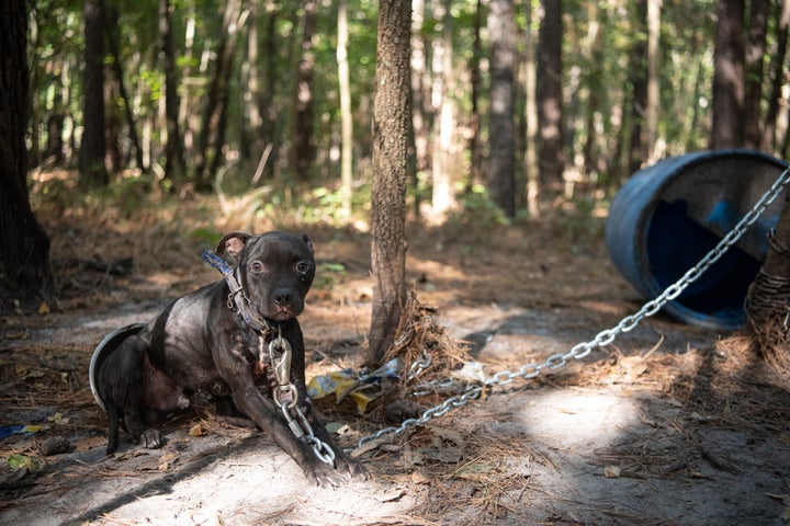 Authorities believe 275 of the 305 dogs had been forced to fight.