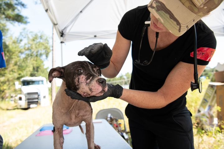 Many of the dogs had to be treated for open wounds.