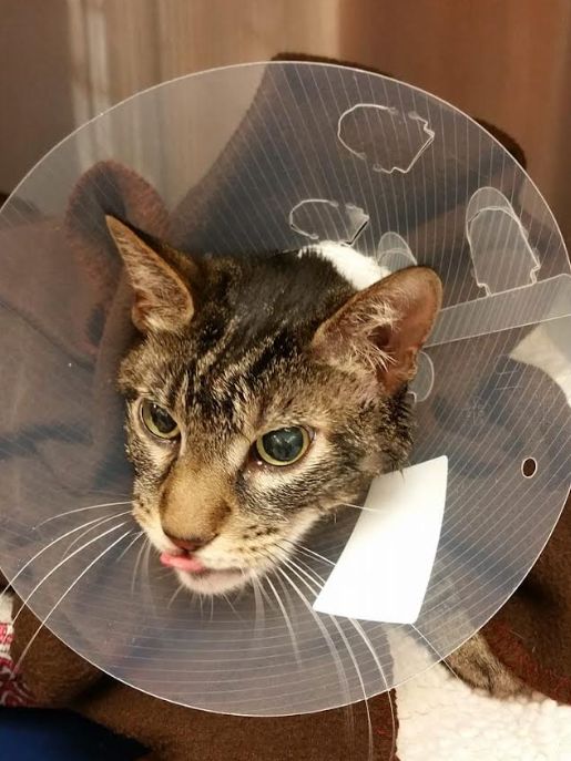 Firefly "had a complicated medical history, including full-mouth extractions for feline oral resorptive lesions (FORL)," the author writes. "This photo was taken in September 2018 following his dental procedure at the clinic I worked at."