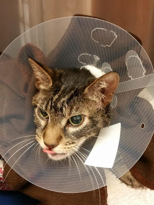 Firefly "had a complicated medical history, including full-mouth extractions for feline oral resorptive lesions (FORL)," the author writes. "This photo was taken in September 2018 following his dental procedure at the clinic I worked at."