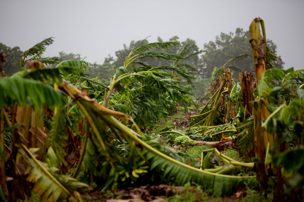 A plantain farm is brought down by Hurricane Ian, in Artemisa, Cuba on Tuesday.