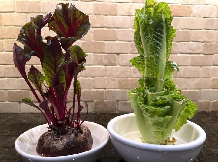 Ας δοκιμάσουμε να ξανακαλλιεργήσουμε λαχανικά από υπολείμματα κουζίνας