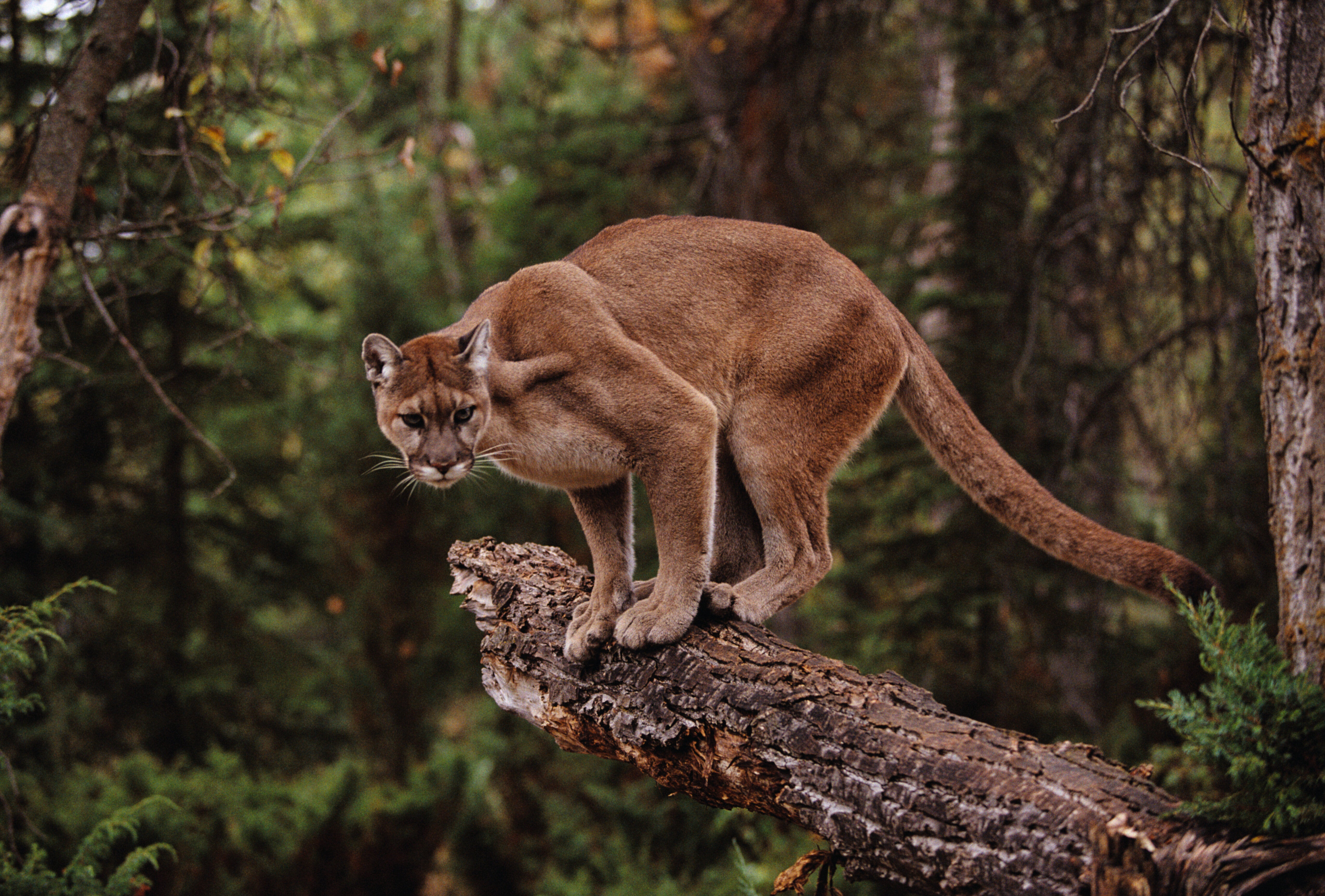 Mountain Lion Attacks Boy, 7, By Sneaking Up On Him And Biting Him On ...