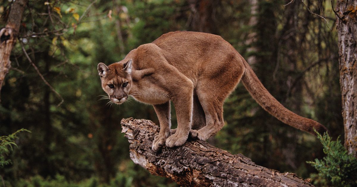 Mountain Lion Attacks Boy, 7, By Sneaking Up On Him And Biting Him On The Butt.jpg