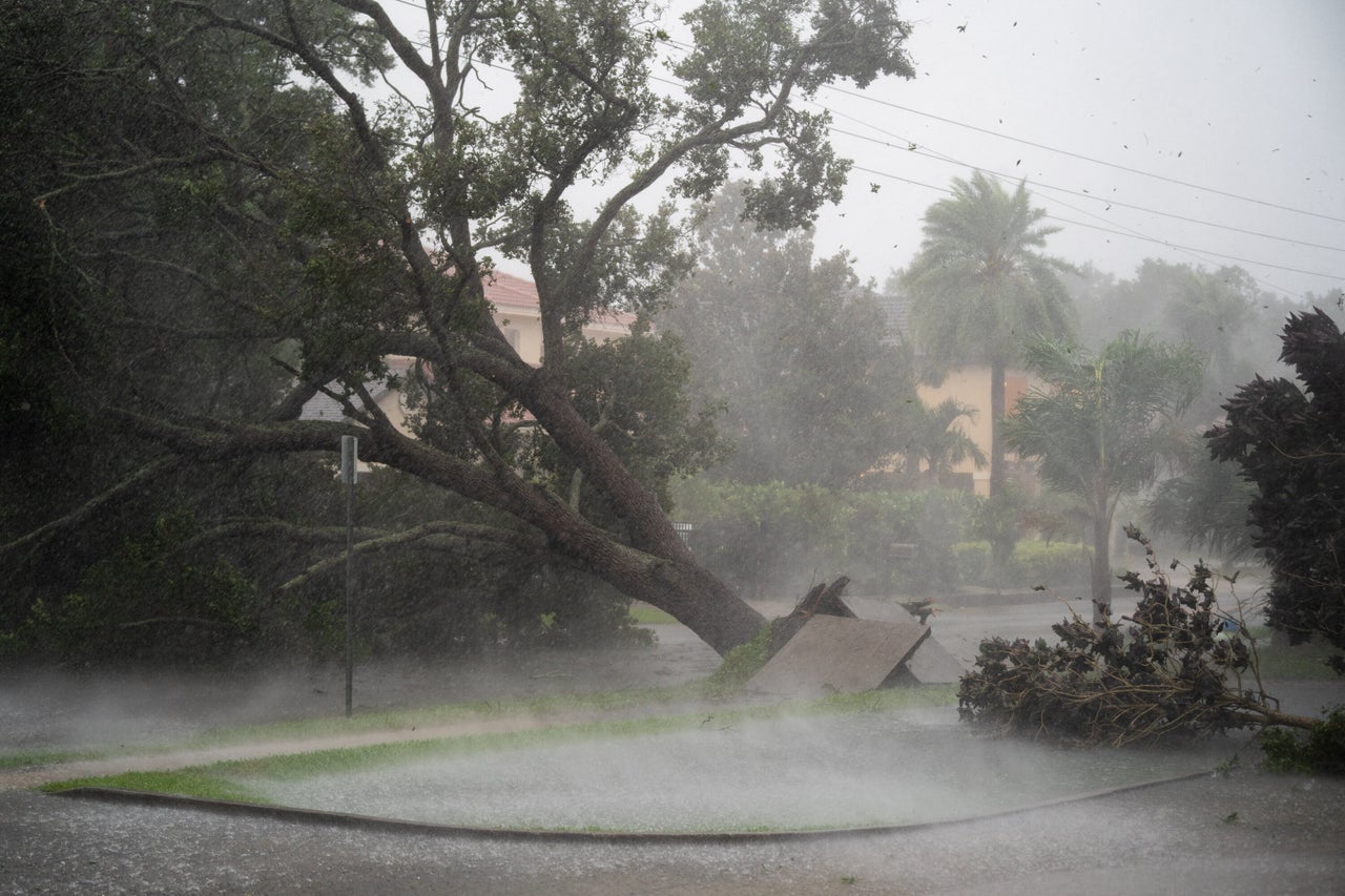 A tree is uprooted by strong winds as Hurricane Ian churns to the south in Sarasota.