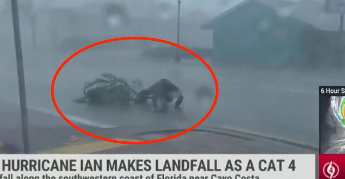 Weather Channel's Jim Cantore Knocked Over By Tree Branch During Live Storm Report.jpg