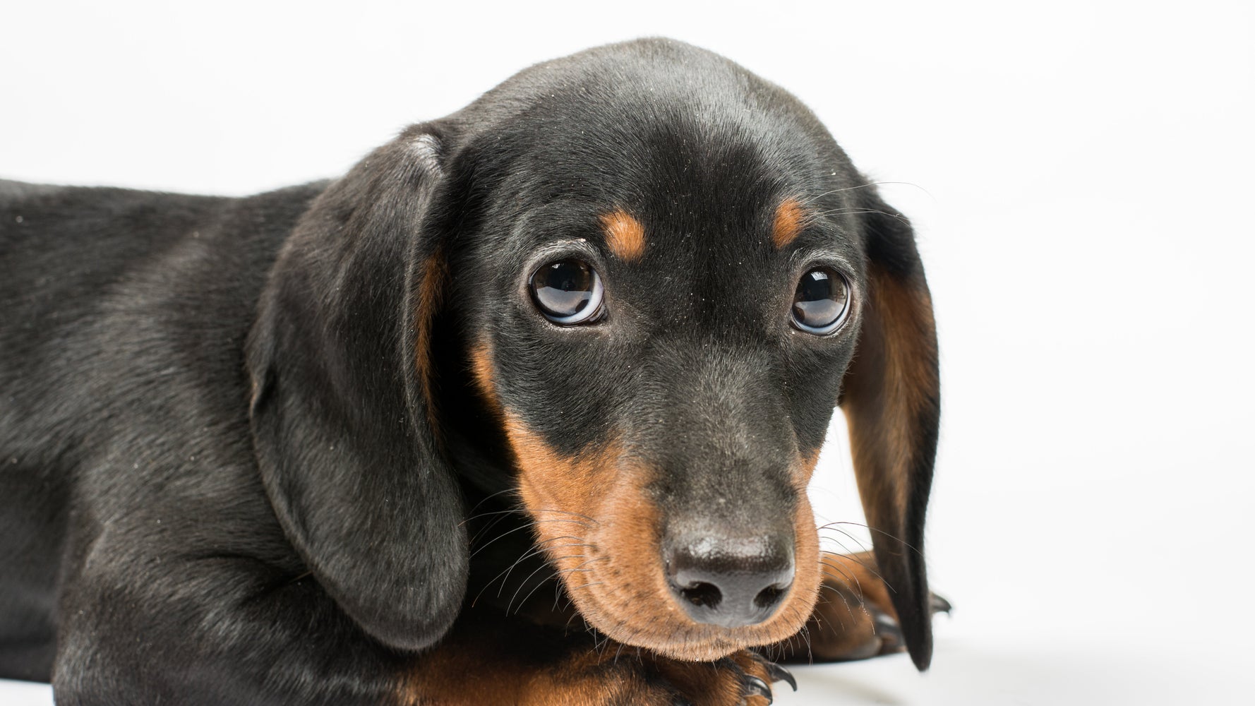 犬は人間のストレスを嗅ぎわけられる 新研究で明らかに ハフポスト World 犬は人間のストレスを嗅ぎわけられる 新研究で明らかに ハフポスト World