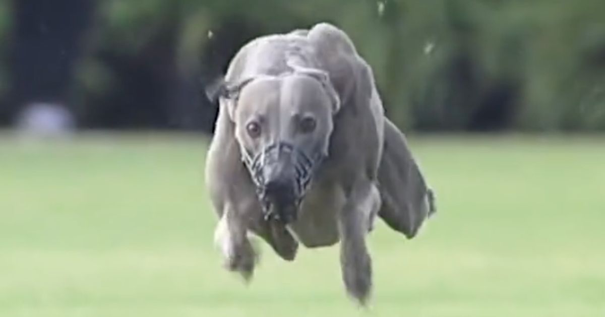 Viral video of dog sprint star running 100-yard dash is paw-etry in motion