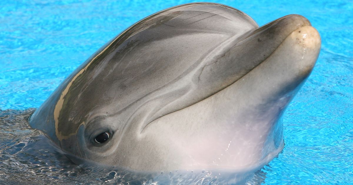 Лоб дельфина. Дельфин-Афалина. Дельфины афалины. Дельфин дельшвед. Китообразные Афалина.