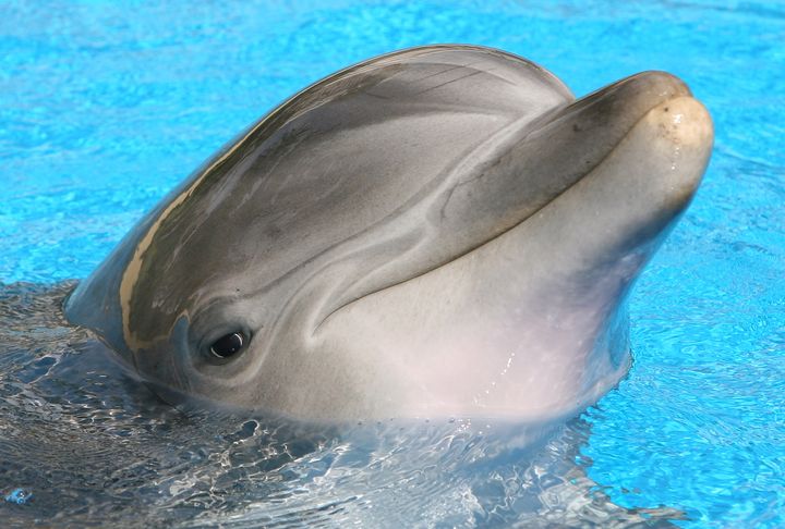 An Atlantic bottlenose dolphin at the Mirage in 2008. sticks its head out of the water at The Mirage Hotel & Casino during a visit by