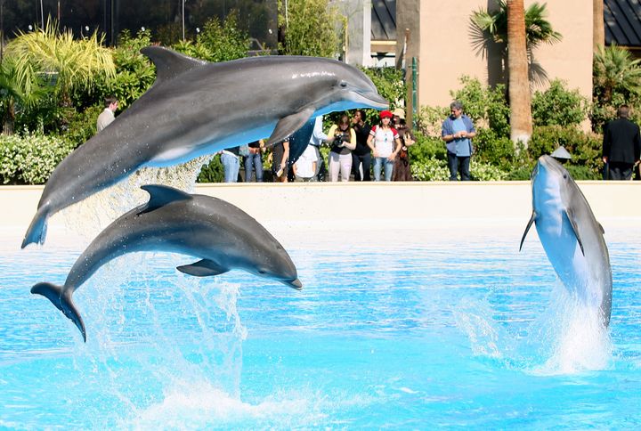 Three Atlantic bottlenose dolphins jump out of the water at The Mirage Hotel & Casino in 2008.