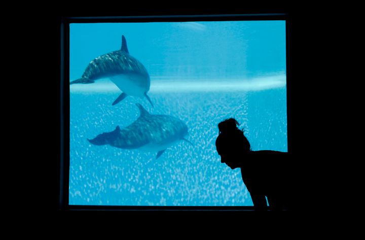 A woman participates in a yoga class near a window overlooking the Mirage's dolphin habitat in 2017. 