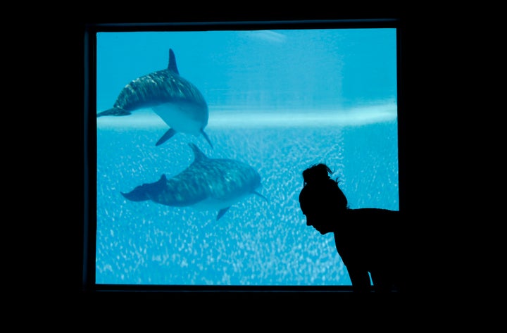 A woman participates in a yoga class near a window looking into the Mirage's dolphin habitat in 2017.
