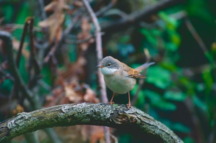 A common whitethroat perches on a branch.
