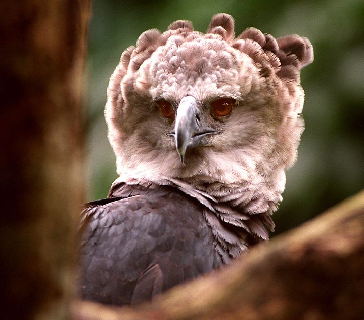 A harpy eagle in Panama.