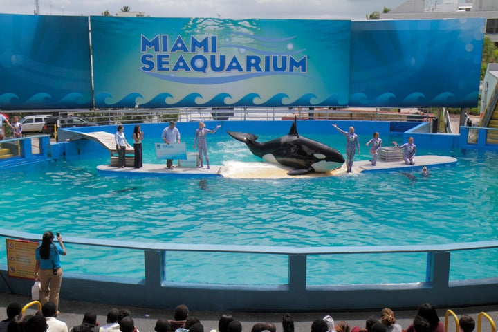 La orca Lolita durante una de sus actuaciones en el Acuario de Miami