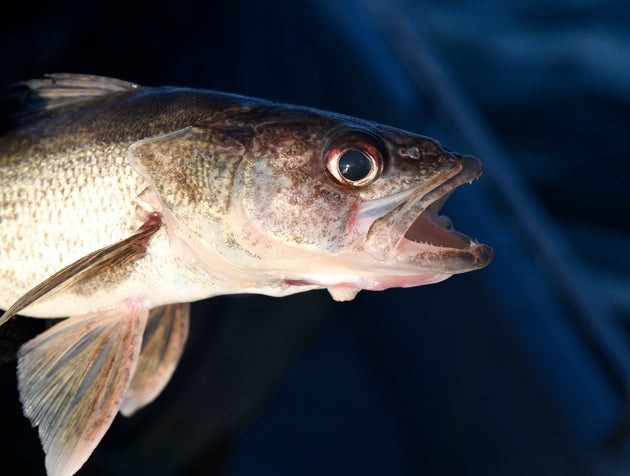 アメリカ北部やカナダに生息する大型の淡水魚、ウォールアイ(イメージ画像)