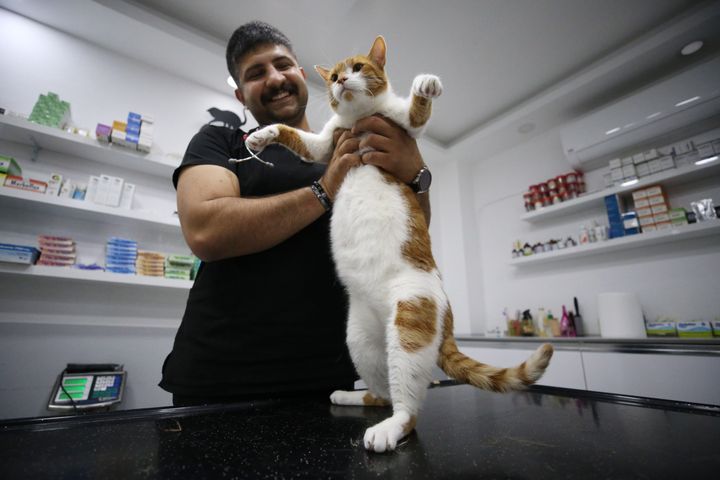 ΤΟΥΡΚΙΑ - 29 ΣΕΠΤΕΜΒΡΙΟΥ: Ένας γάτος, ονόματι Όσκαρ, ζυγίζει πλέον 6 κιλά και 860 γραμμάρια τώρα, όπως τον βλέπουμε στις φωτογραφίες, αφού έχασε 1 κιλό και 640 γραμμάρια με τη μέθοδο «μπότοξ στομάχου» που εφαρμόζεται στους ανθρώπους. (Photo by Ferdi Uzun/Anadolu Agency via Getty Images)