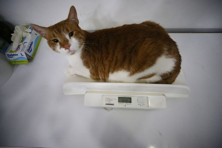 AYDIN, TURKIYE - MAY 10: An obese cat, named Oscar weighed 8 kilos and 480 grams, is seen before he lost 1 kg and 640 grams with the 'stomach botox' method which is applied to humans as a weigh lost solution in Aydin, Turkiye on May 10, 2022. (Photo by Ferdi Uzun/Anadolu Agency via Getty Images)