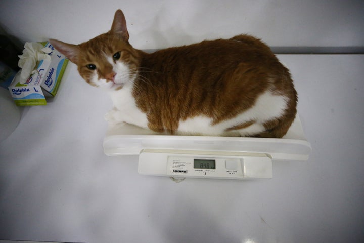 AYDIN, TURKIYE - MAY 10: An obese cat, named Oscar weighed 8 kilos and 480 grams, is seen before he lost 1 kg and 640 grams with the 'stomach botox' method which is applied to humans as a weigh lost solution in Aydin, Turkiye on May 10, 2022. (Photo by Ferdi Uzun/Anadolu Agency via Getty Images)