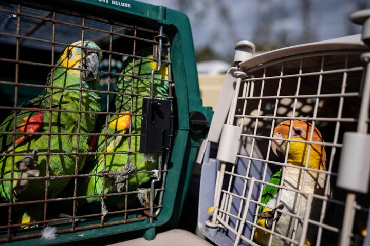 Volunteers helped evacuate hundreds of birds from the Malama Manu Sanctuary to escape damage from Hurricane Ian.