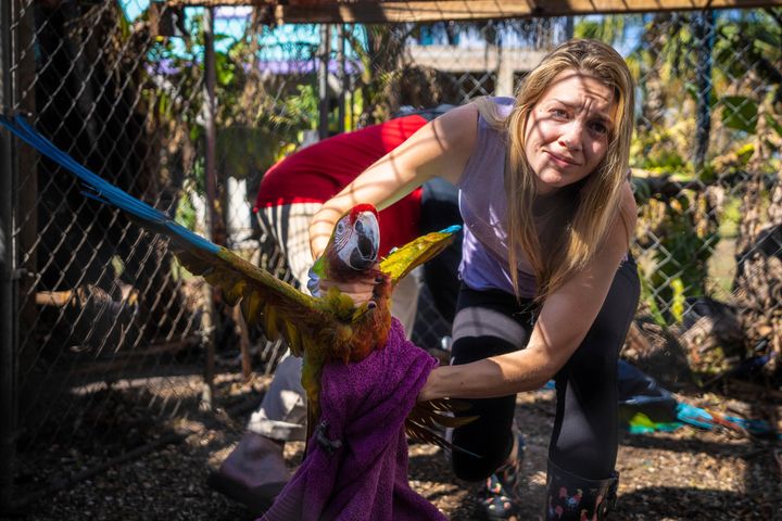 Alexis Highland handles a parrot at the Malama Manu Sanctuary in Pine Island, Florida.
