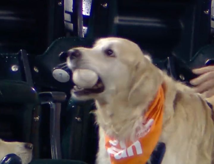 A golden retriever named Renegade ended up with Francisco Lindor's home run ball Tuesday night at Citi Field.