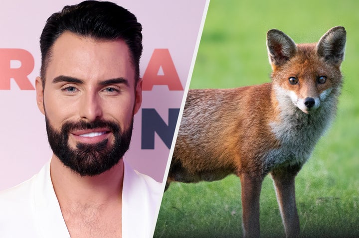 Rylan Clark and a fox