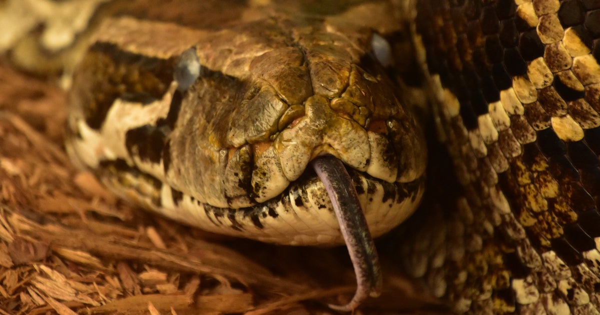 OH HISS! New York Man Charged With Putting Several Reptiles In His Pants - Vimarsana News